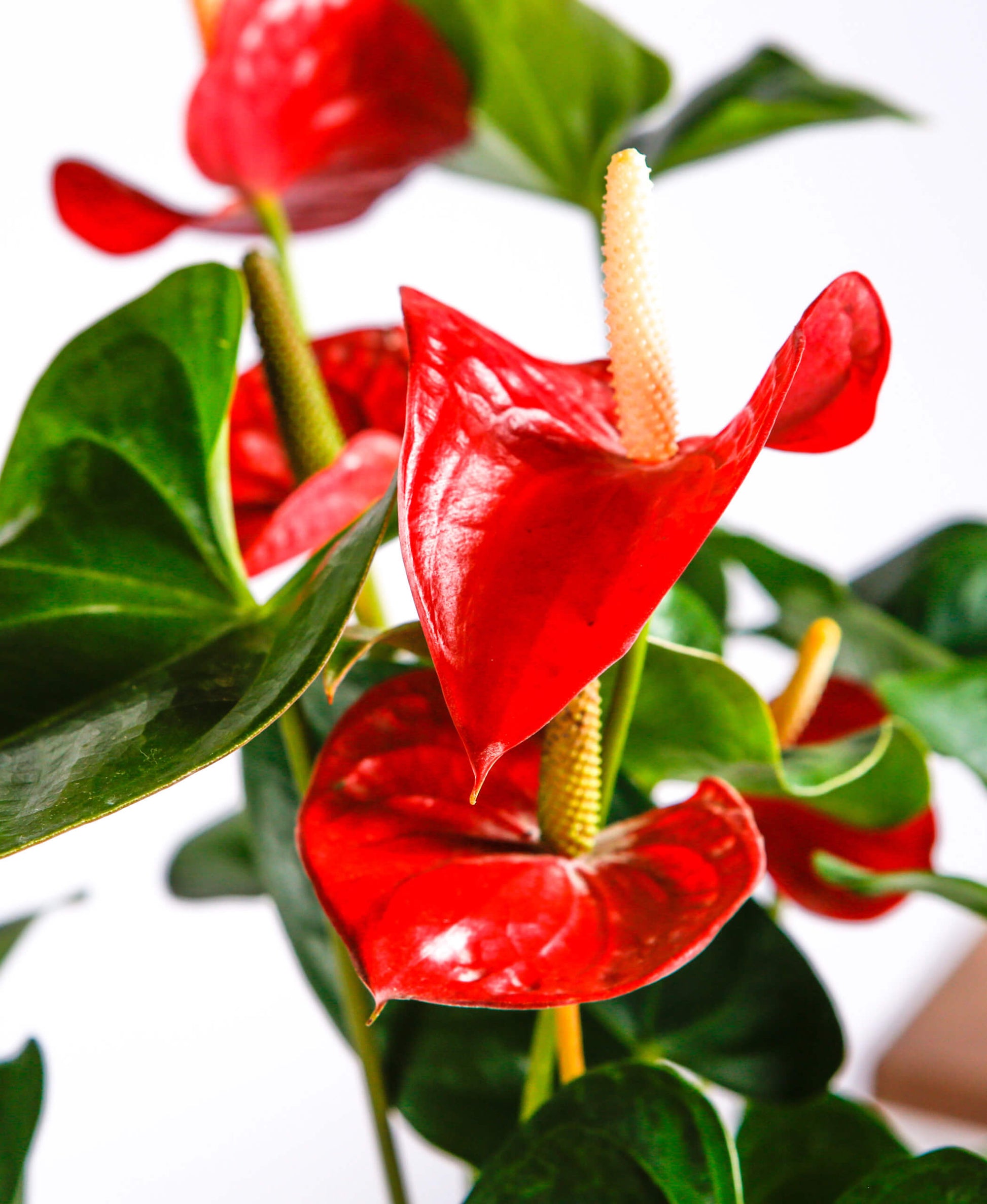 lace leaf anthurium Laceleaf (Anthurium) (انتوريوم) – Shatla Sky
