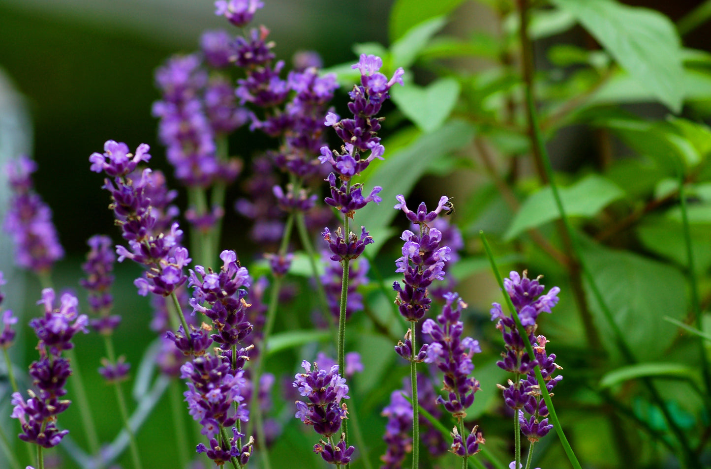 Lavender (لافندر عطري)