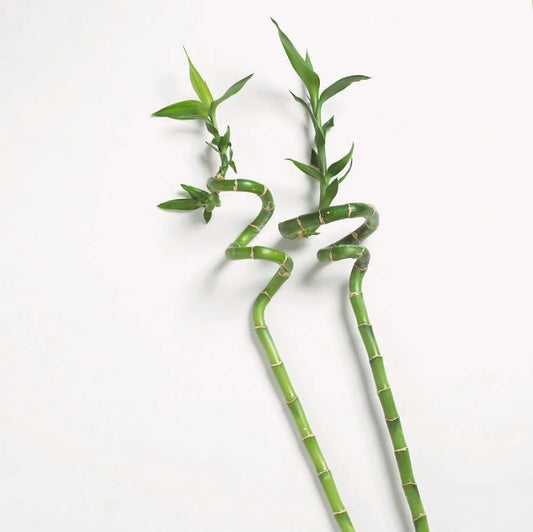 Lucky Bamboo (البامبو) - Shatla Sky