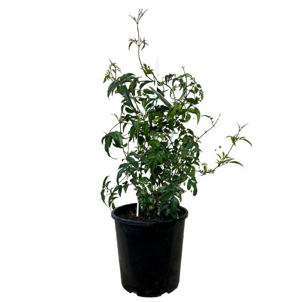 Jasminum azoricum ياسمين إسطنبولي
