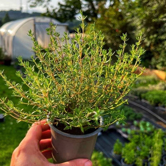 Thyme (زعتر)