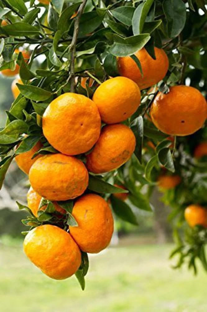 Mandarin Orange (شجرة ماندرين)