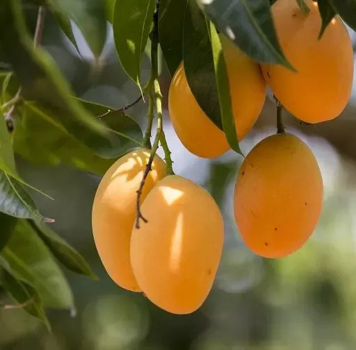 Mangifera indica (Mango Tree)(شجرة مانجو)