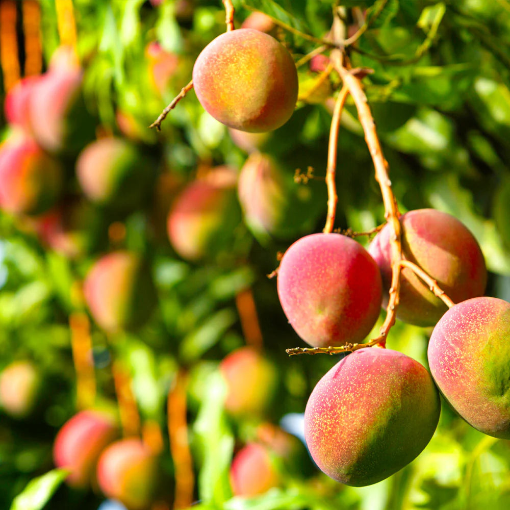 Mangifera indica (Mango Tree)(شجرة مانجو)