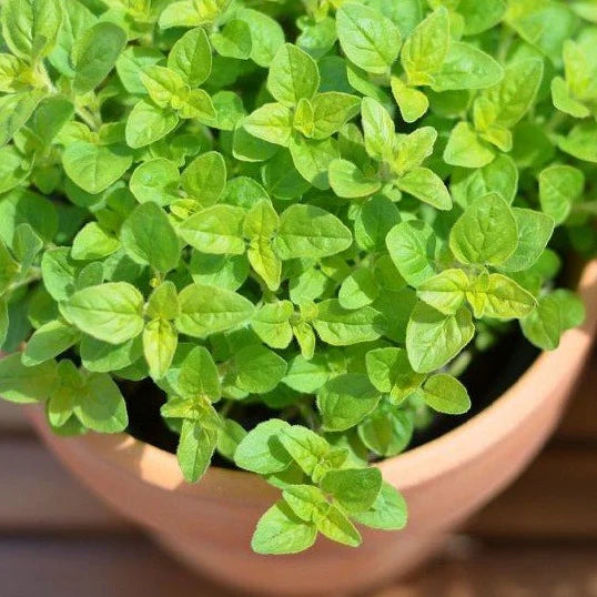 Marjoram (بردقوش)