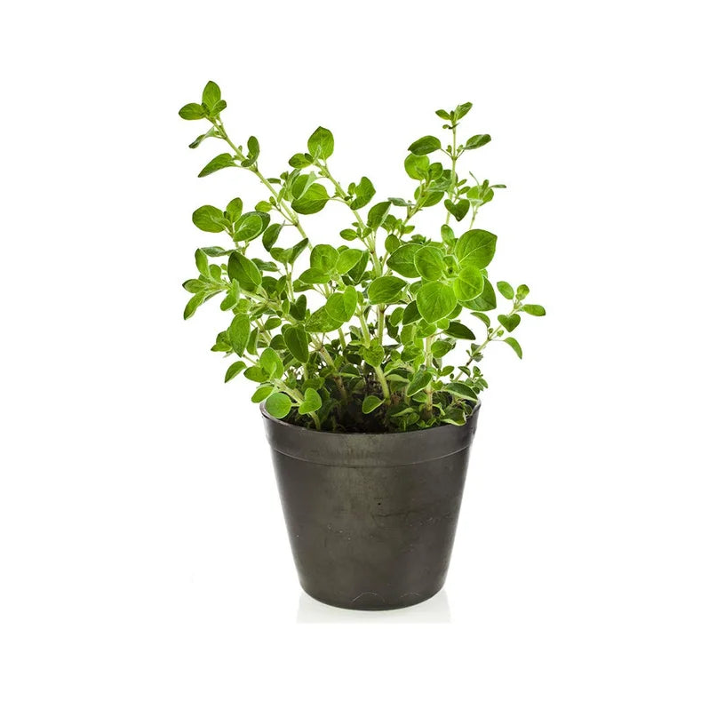 Marjoram (بردقوش)