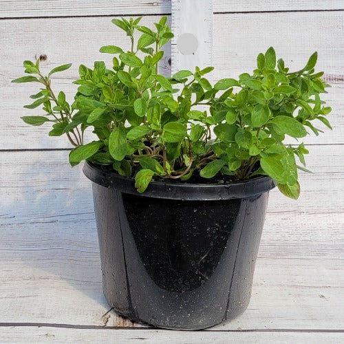 Marjoram (بردقوش)