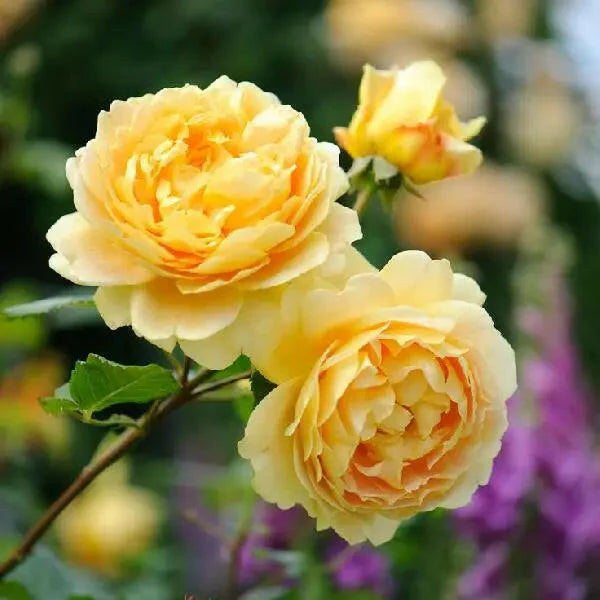 Polyantha rose (بيبي روز) bush with clusters of small blooms
