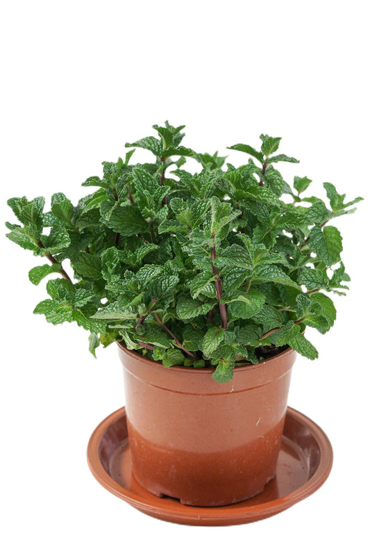 Mint (نعناع)