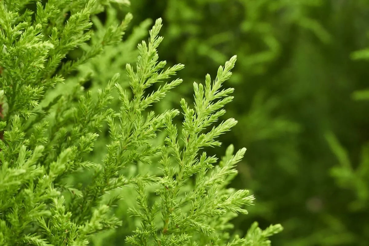 Monterey cypress (سرو ليمون) - Shatla Sky