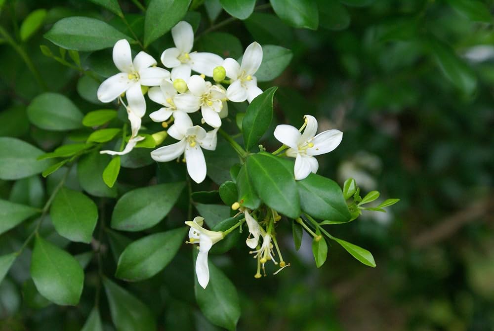 Murraya (موريا)