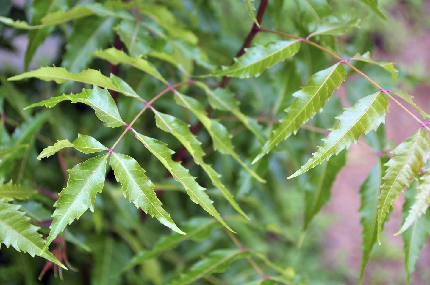 Neem Tree (شجرة نيم)