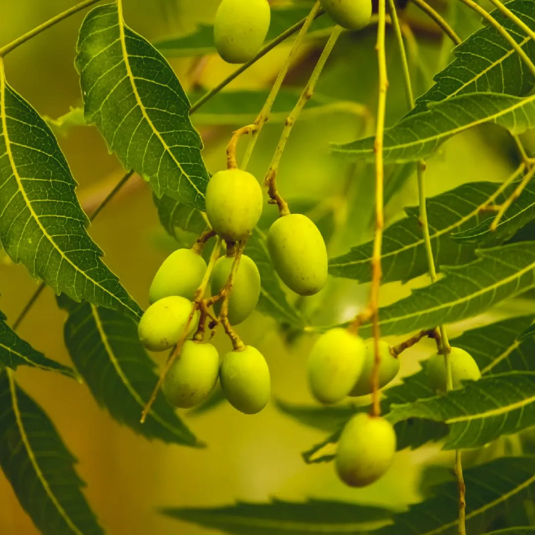 Neem Tree (شجرة نيم)