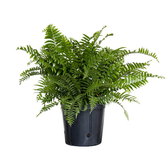 Boston Fern (فوجير)