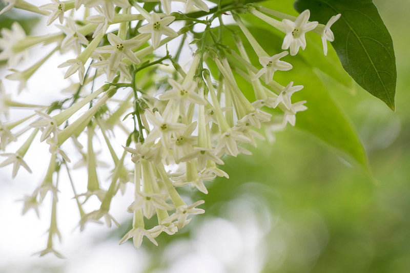 Night Blooming Jasmine (مسك الليل)