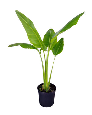 Strelitzia Augusta ( )  Shatla Sky