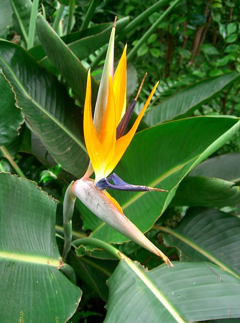 Strelitzia Augusta (عصفور أوجاستا)