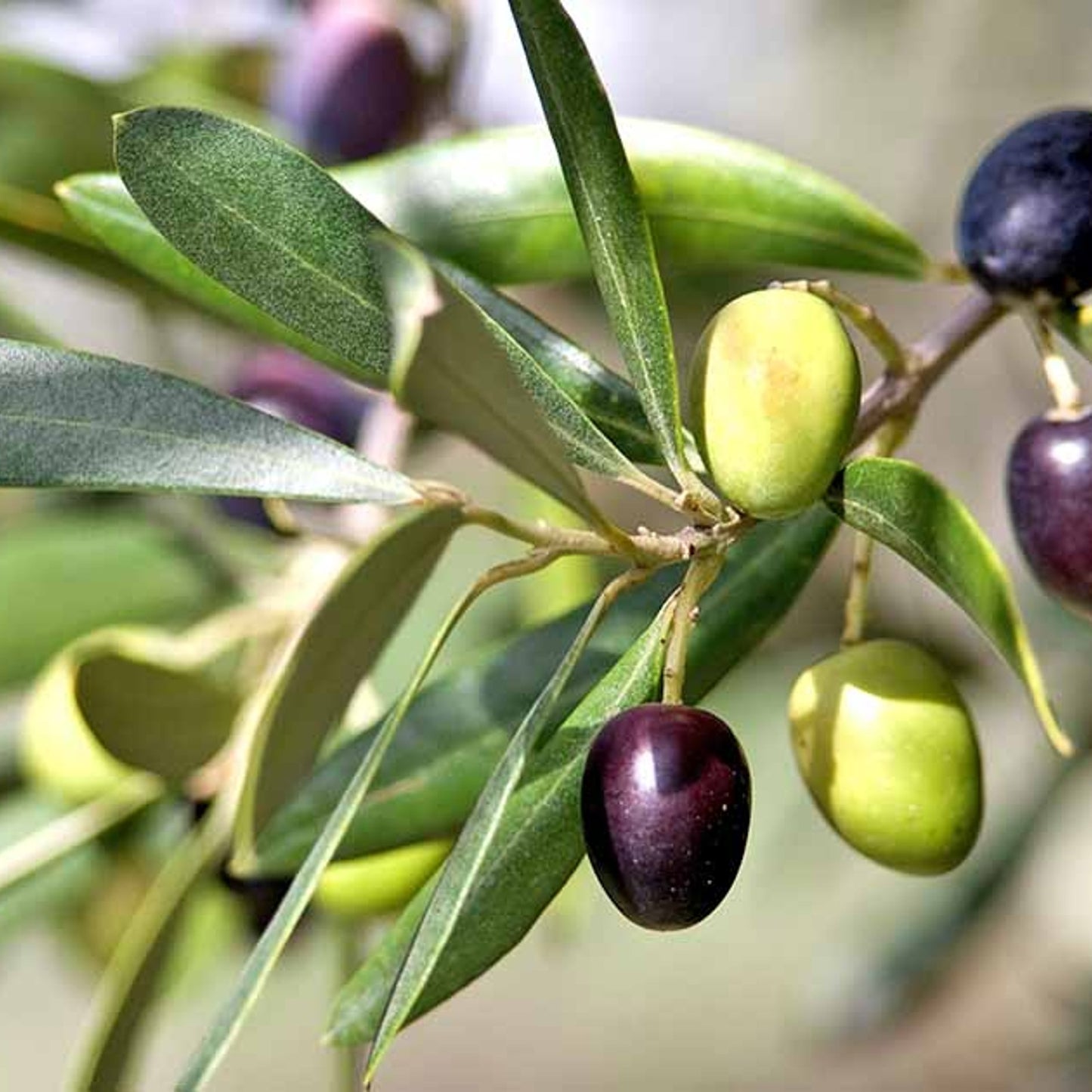 Olive Tree (شجرة زيتون)