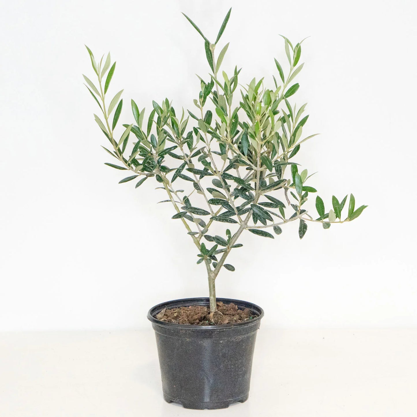 Olive Tree (شجرة زيتون)