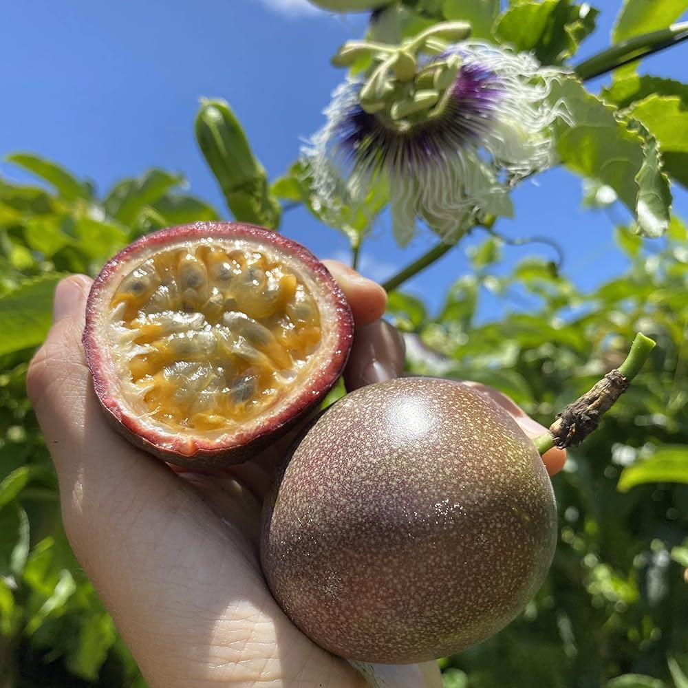 Passion Fruit (باشن فروت)