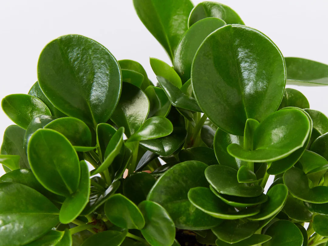 Peperomia (Baby rubberplant) (بيبروميا)