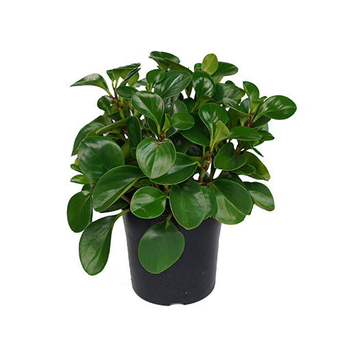 Peperomia (Baby rubberplant) (بيبروميا)