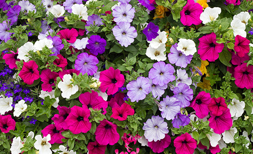 Petunia (بيتونيا)