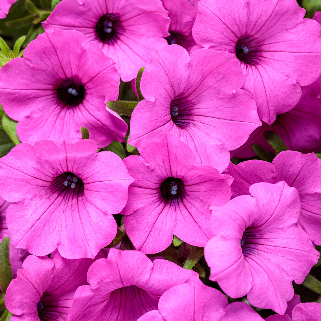 Petunia (بيتونيا)