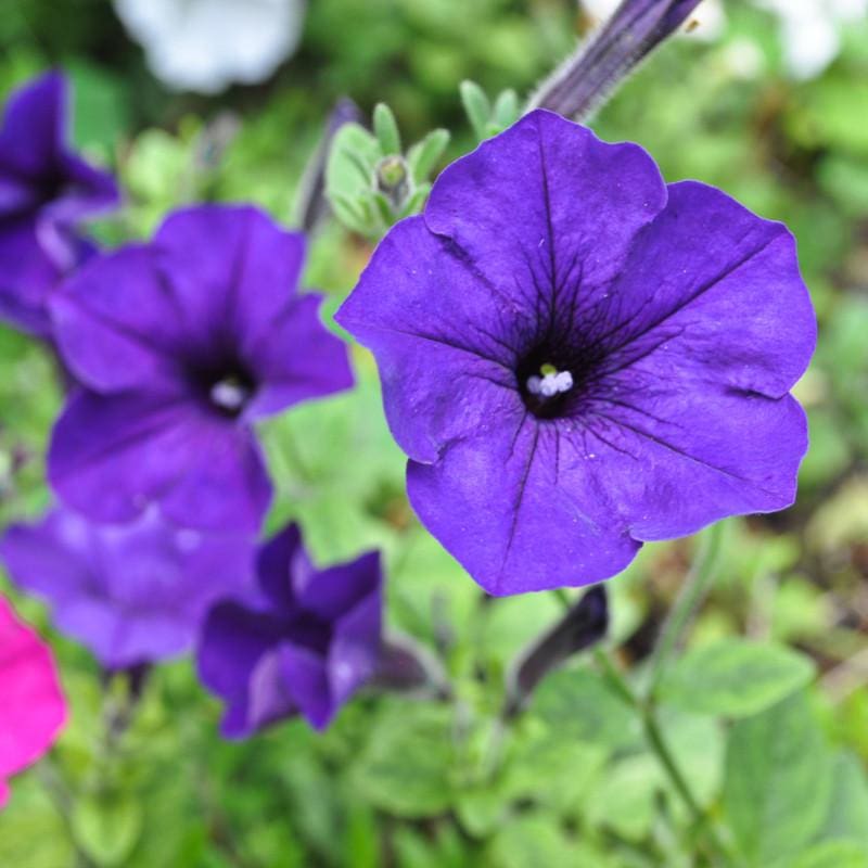 Petunia (بيتونيا)