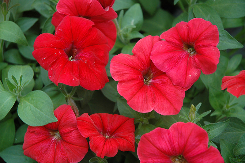 Petunia (بيتونيا)