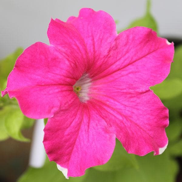 Petunia (بيتونيا)