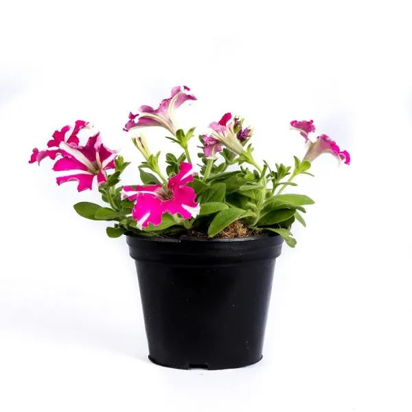 Petunia (بيتونيا)