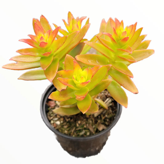 Crassula capitella (صبار مرجان)