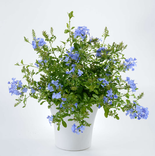 Plumbago (بلمباجو)