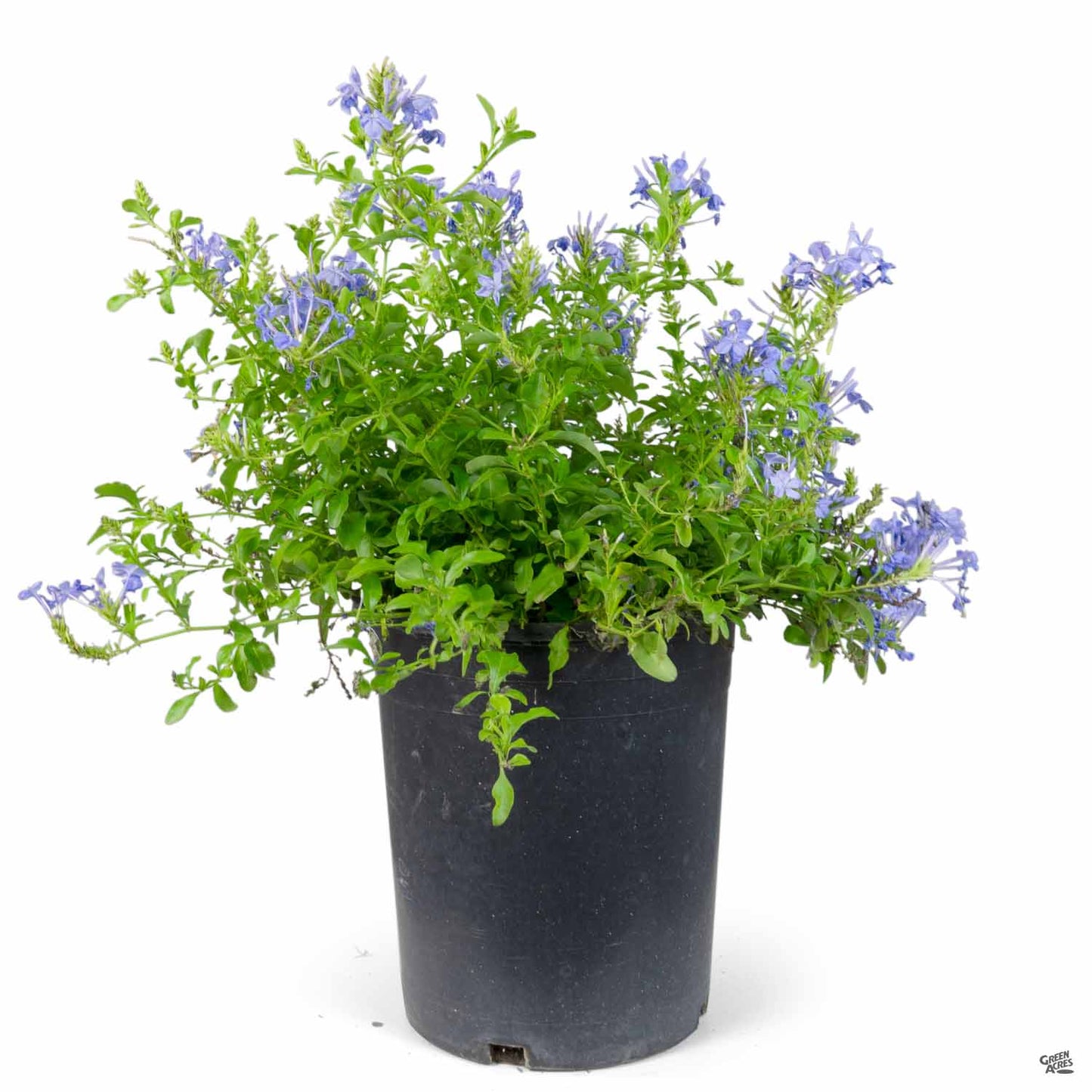 Plumbago (بلمباجو)