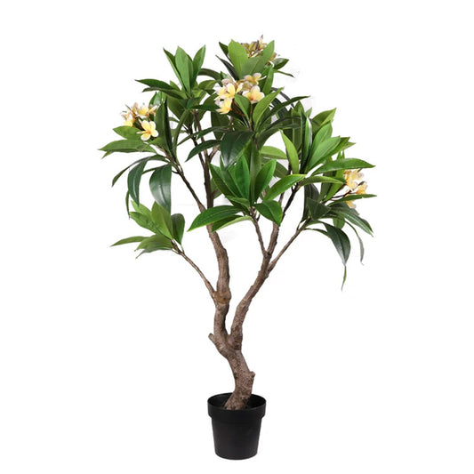 Frangipani (Plumeria) (ياسمين هندي)