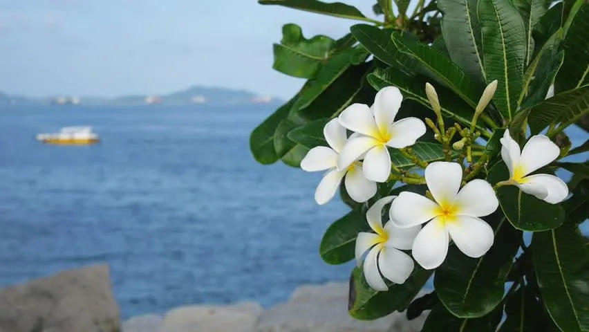 Frangipani (Plumeria) (ياسمين هندي)