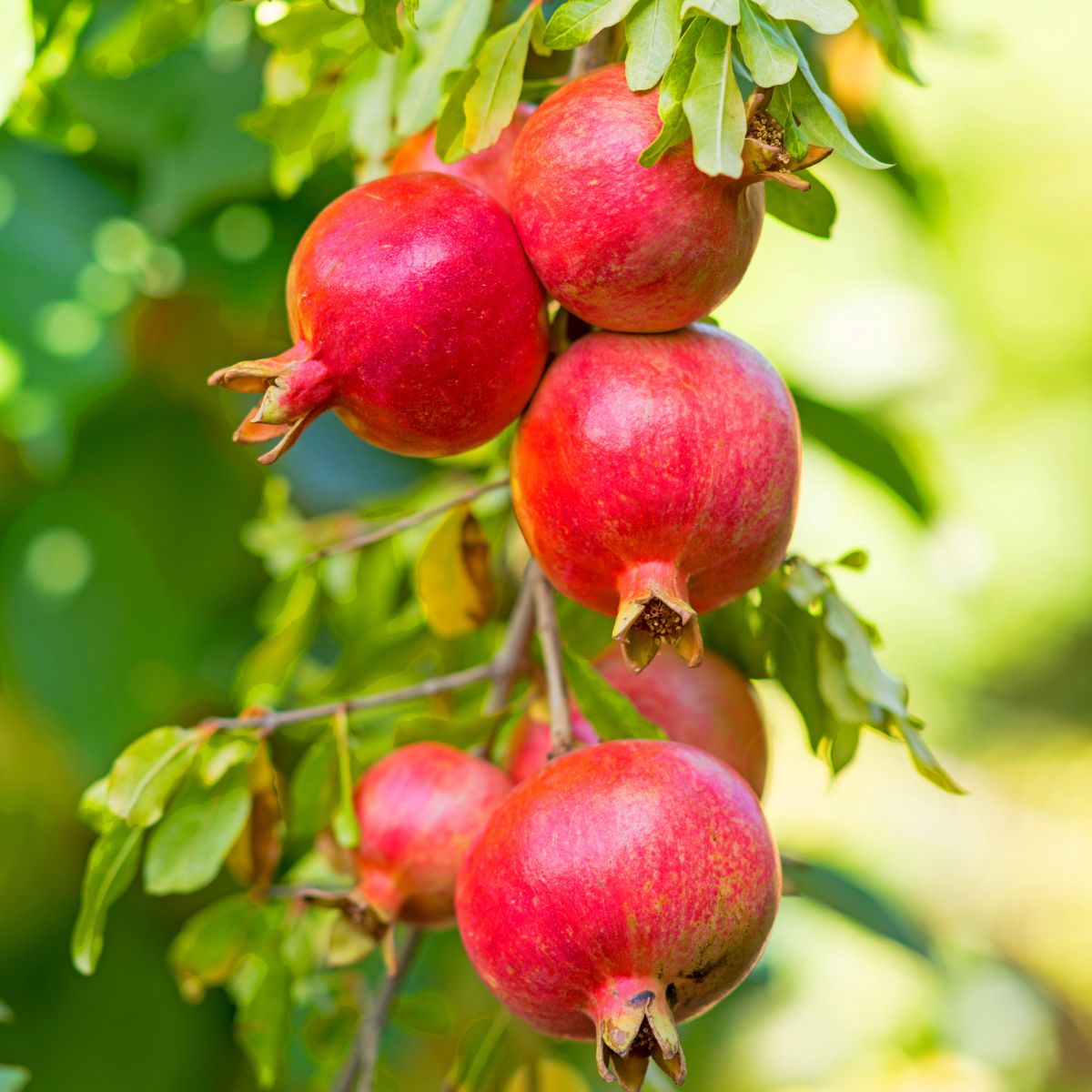 Pomegranate Tree (شجرة رمان) - Shatla Sky