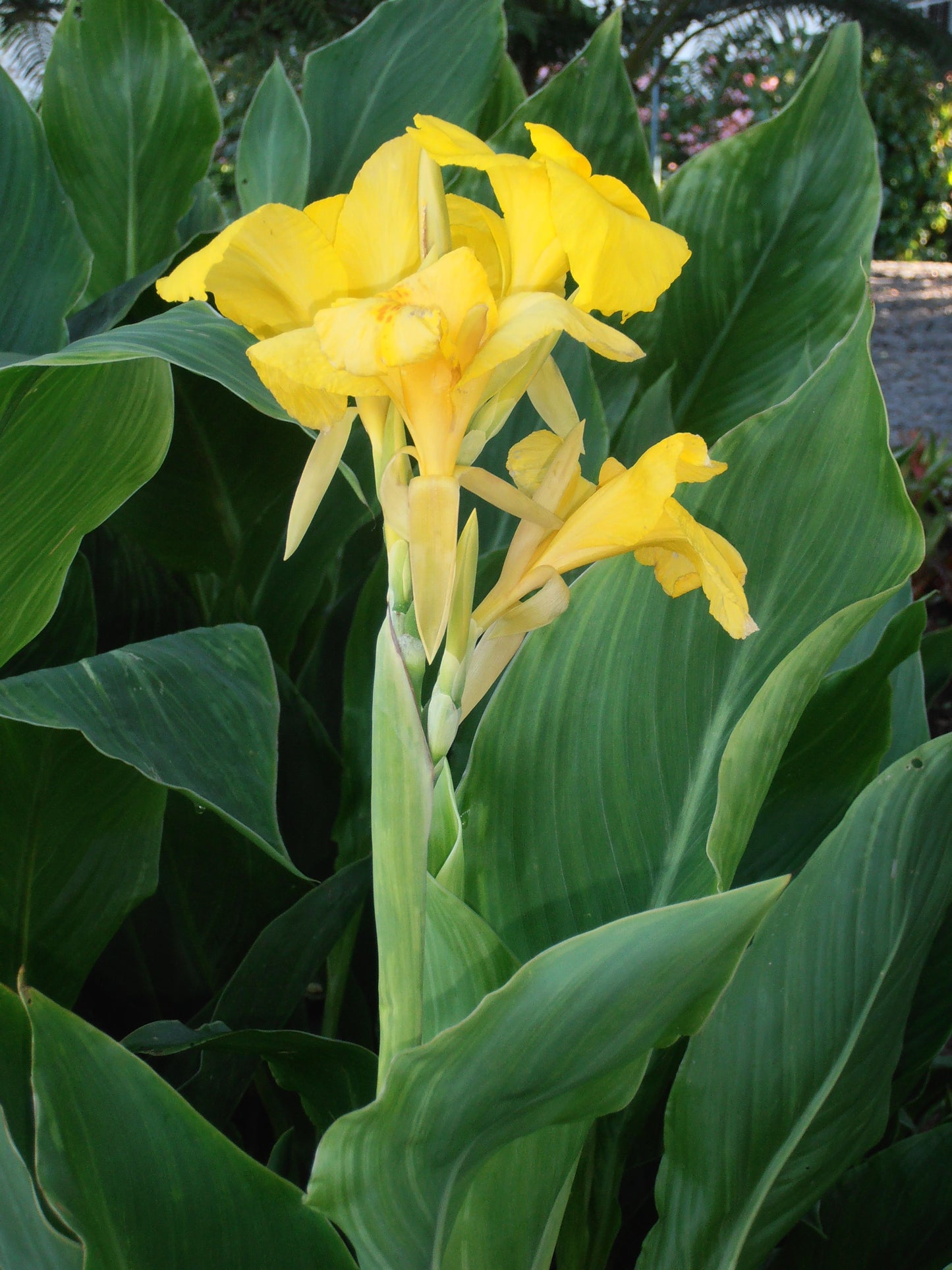 Canna Indica (كنا )