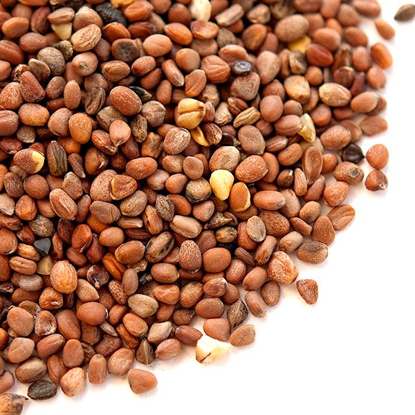 Radish Seeds (بذور فجل) - Shatla Sky