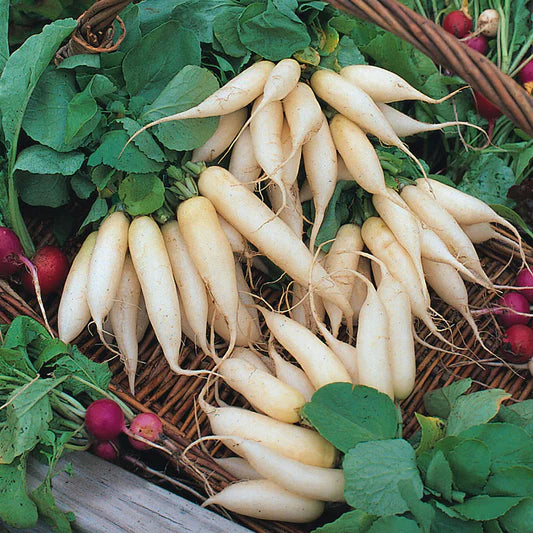 Radish Seeds (بذور فجل) - Shatla Sky