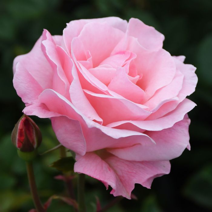Rose (ورد بلدي) - Shatla Sky