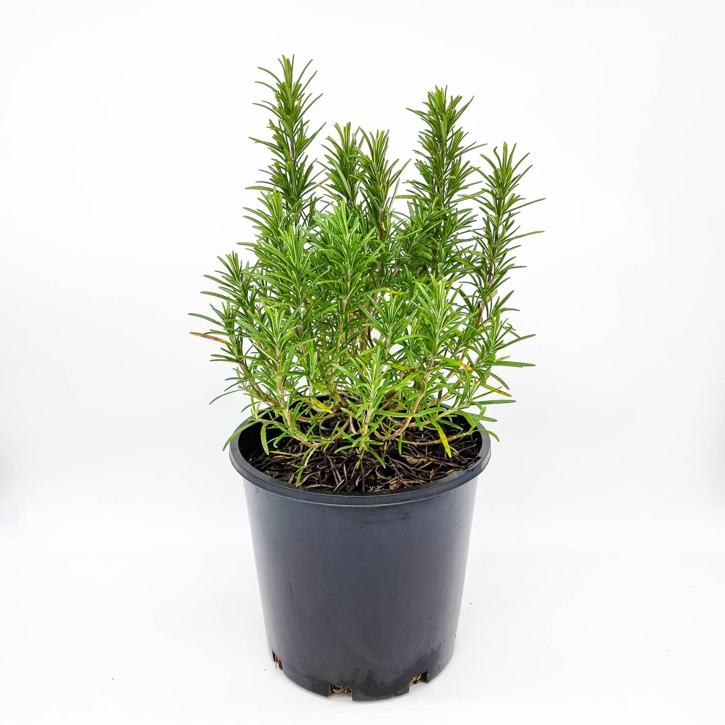 Rosemary (روزماري)
