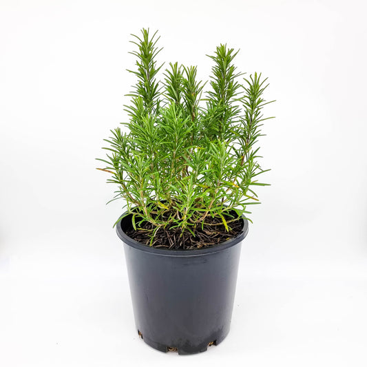 Rosemary (روزماري)