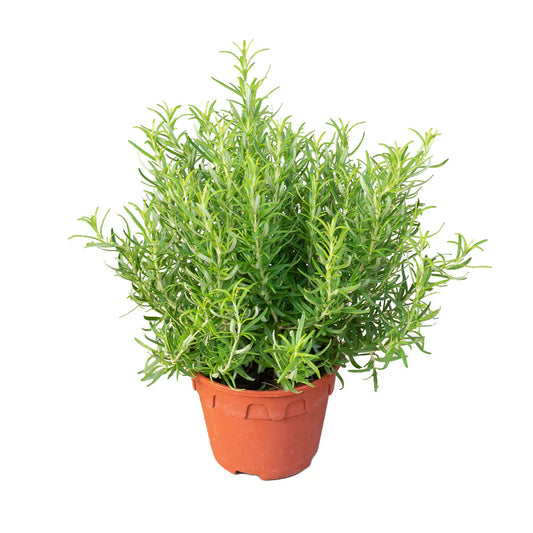 Rosemary (روزماري)