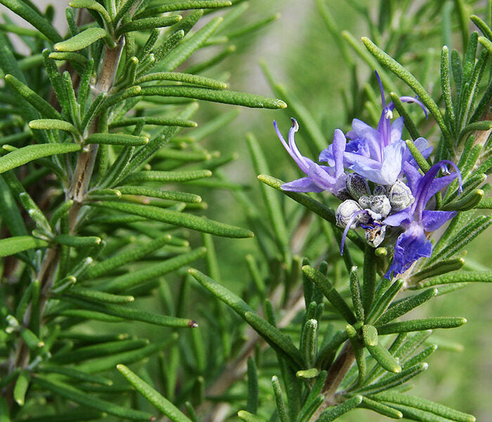 Rosemary (روزماري)