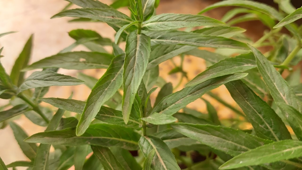 Mentha longifolia (نعناع سعودي)