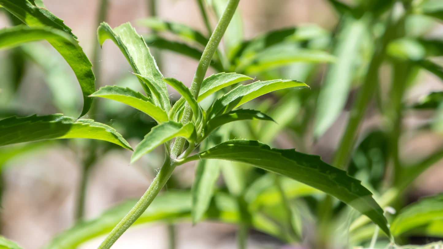 Mentha longifolia (نعناع سعودي)