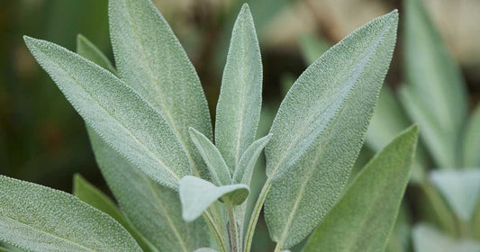 Common sage (مريمية)