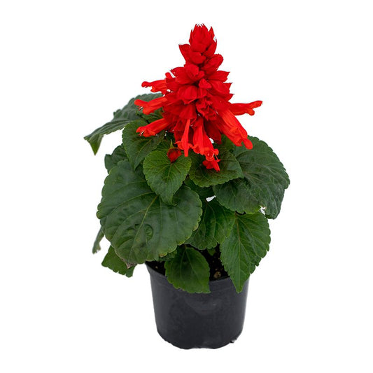 Salvia Splendens (سالفيا)